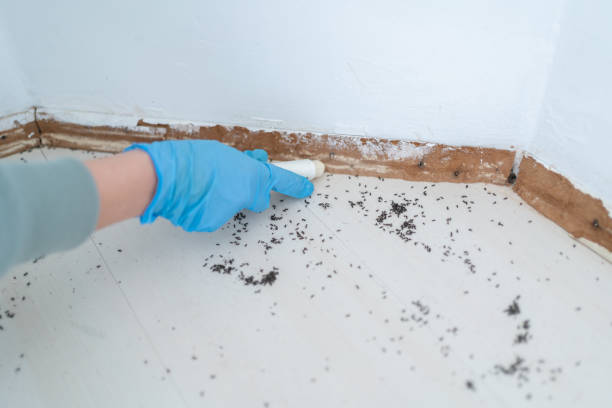 Best Termite Control Services  in Bedford, IN